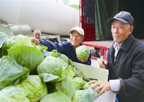 今日包菜价格最新行情，“今日包菜市价动态”